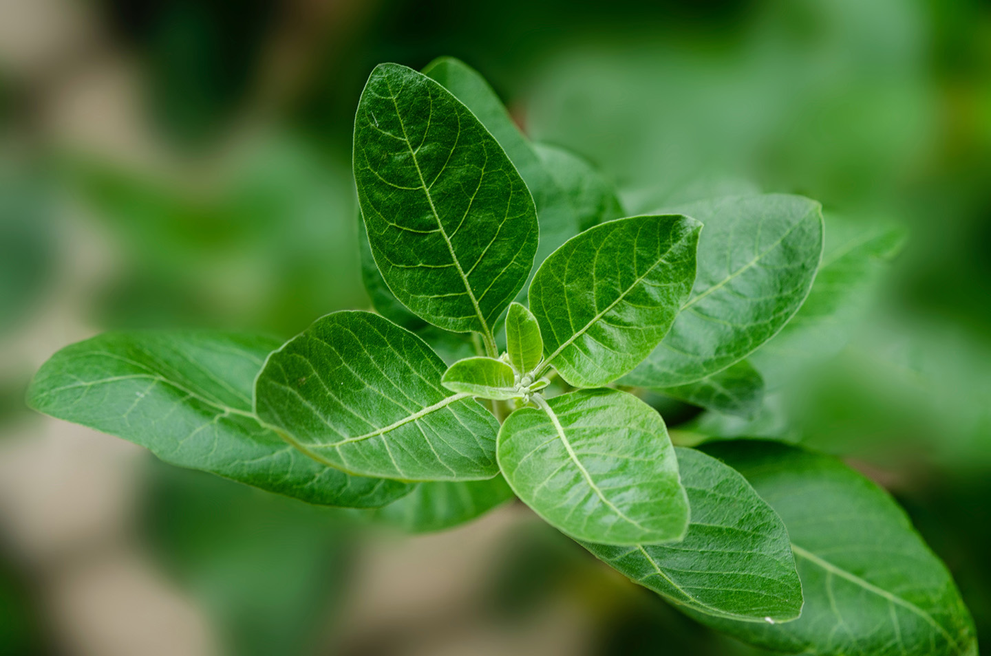 Foto daun Ashwagandha dari India